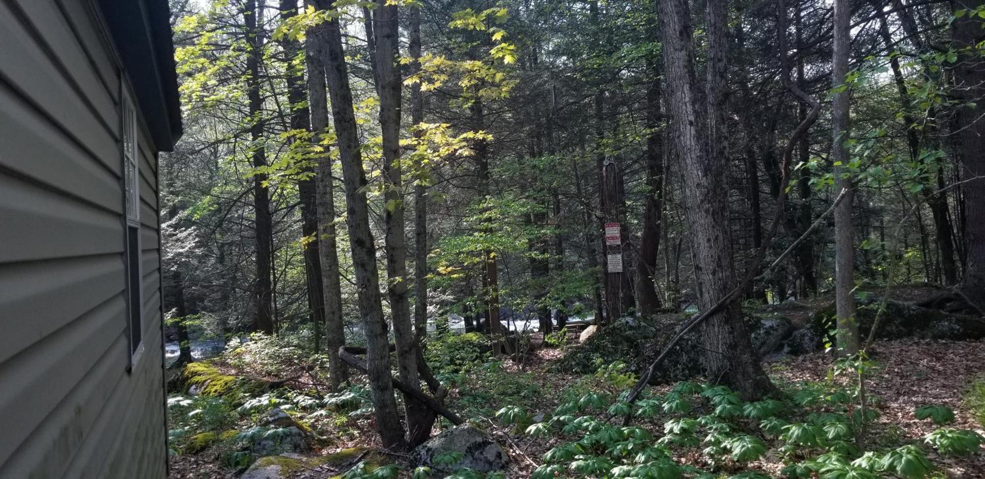 Abrams Creek Campground Mount Storm Eksteriør bilde